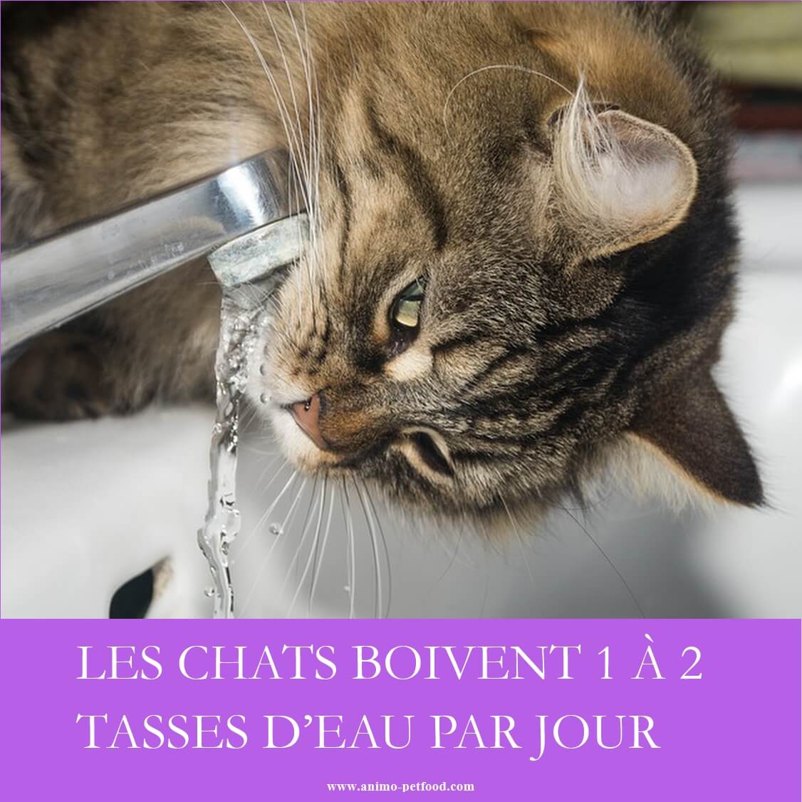 Symptômes et causes de déshydratation chez le chat: quelle quantité d'eau 